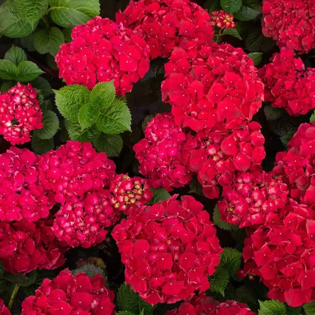 🌸Hortensiensamen – einfach anzubauen