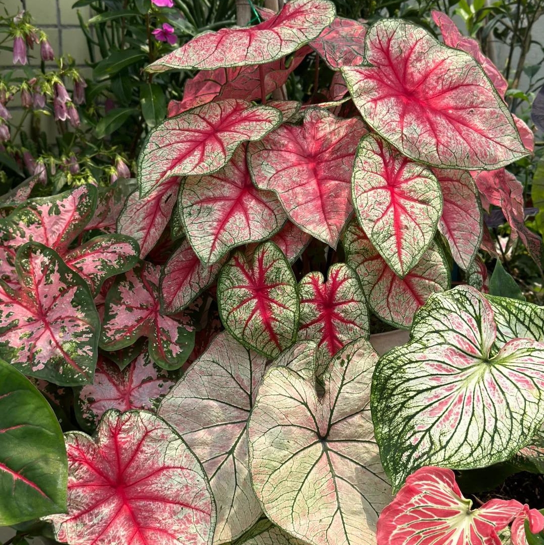 🎁Seltene farbige Buntnessel - 🍃 geeignet für die Pflanzung im Garten und in Innenräumen