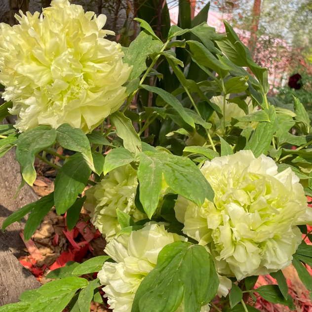 ✨ Pfingstrosensamen mit üppiger Blüte – Kräftige Farben & Hohe Keimfähigkeit!