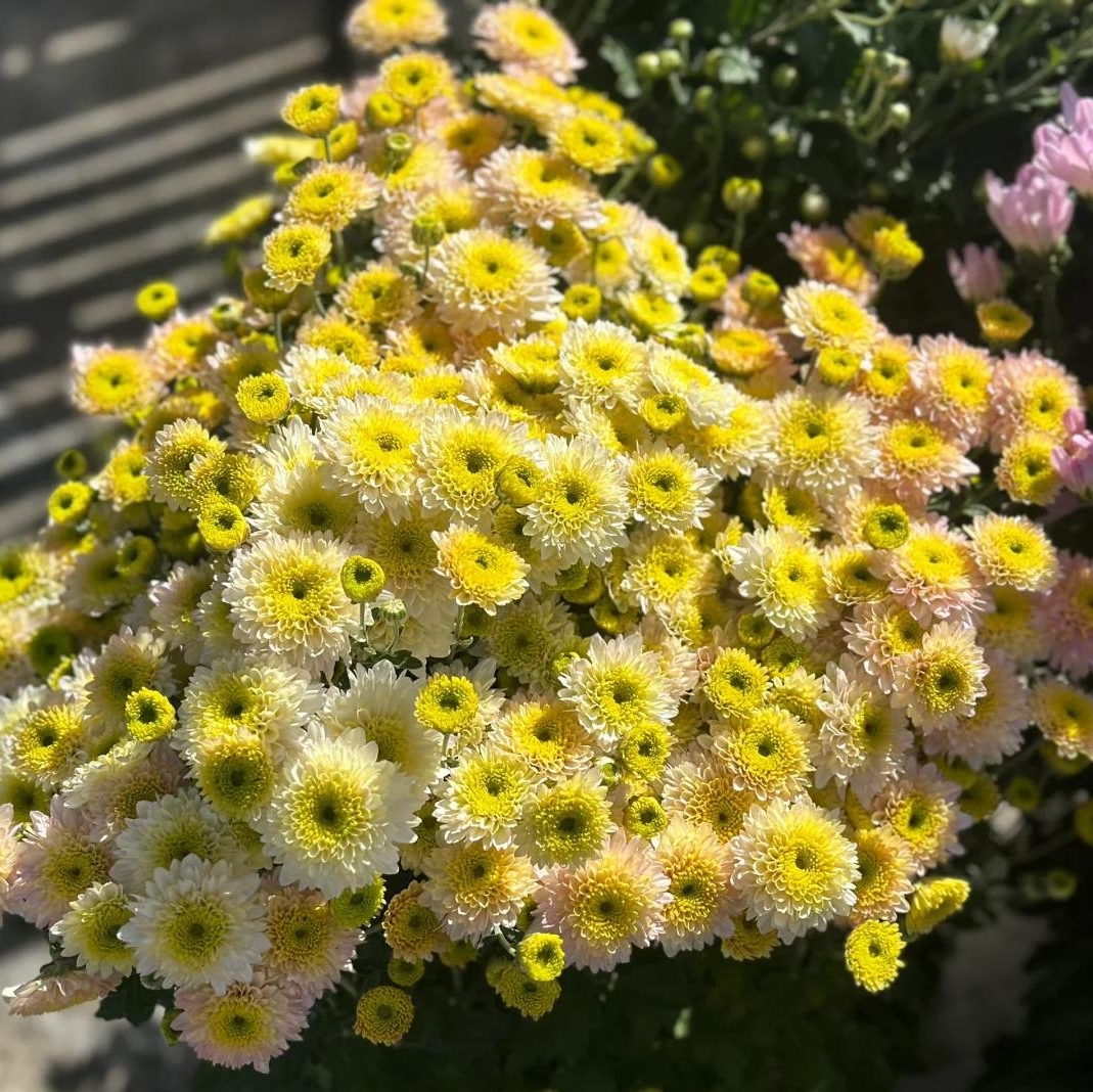 🌼Dreamy Cosmos-Samen | Schnelles Wachstum, einfacher Anbau zu jeder Jahreszeit