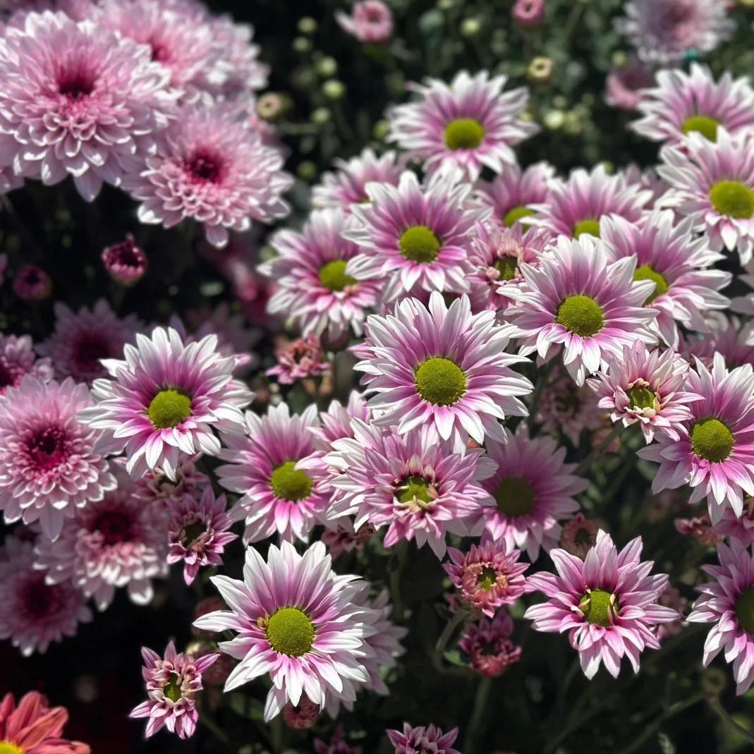 🌼Dreamy Cosmos-Samen | Schnelles Wachstum, einfacher Anbau zu jeder Jahreszeit