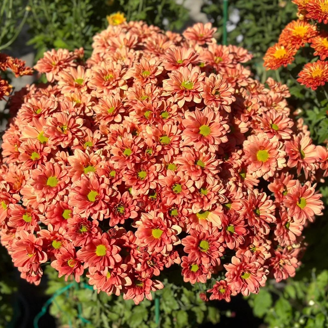 🌼Dreamy Cosmos-Samen | Schnelles Wachstum, einfacher Anbau zu jeder Jahreszeit