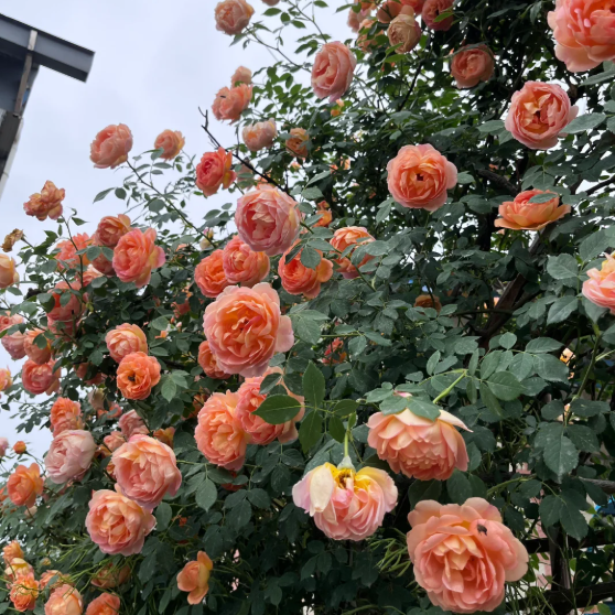 🌹Climbing Rose—Year-Round Blooming