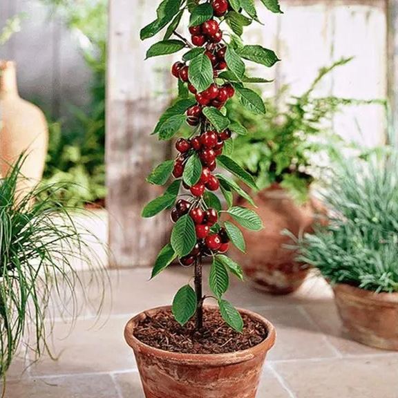 Rainier Cherry Fruit Seeds(Buy 3 Get 1 Free)