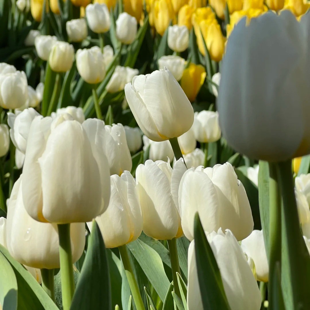 🌷🔥30 % Rabatt am letzten Tag - 🌷Mehrfarbige Tulpenmischung