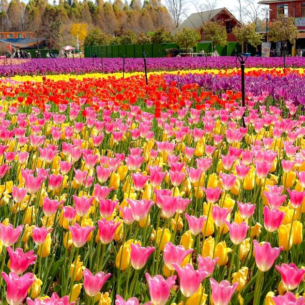 🌷🔥30 % Rabatt am letzten Tag - 🌷Mehrfarbige Tulpenmischung