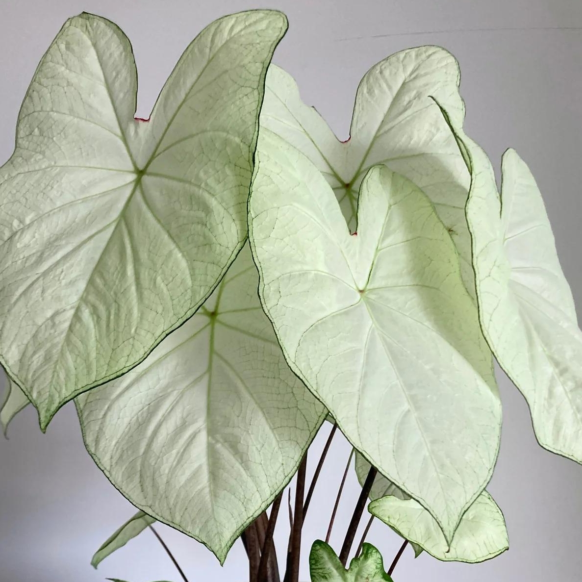 🎁Seltene farbige Buntnessel - 🍃 geeignet für die Pflanzung im Garten und in Innenräumen