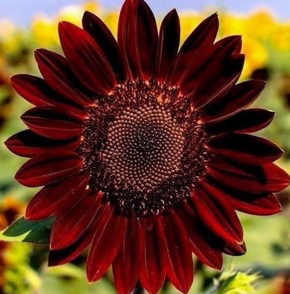 Red Wave Hybrid Sonnenblumenkerne