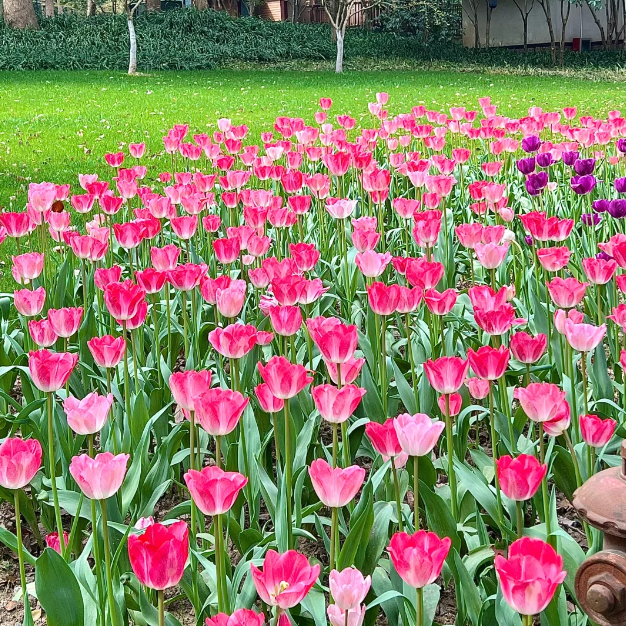 🌷🔥30 % Rabatt am letzten Tag - 🌷Mehrfarbige Tulpenmischung