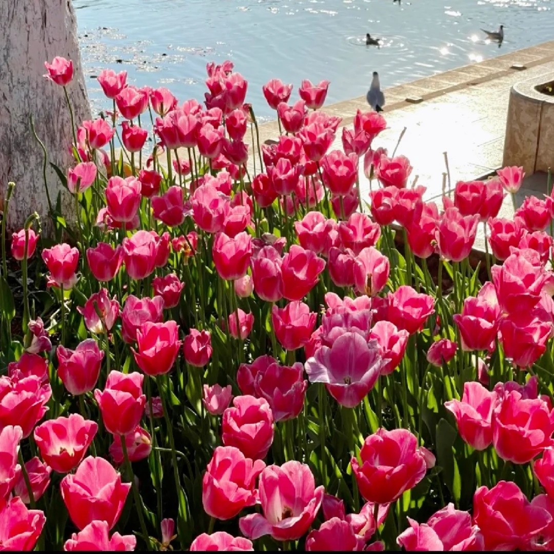 🌷🔥30 % Rabatt am letzten Tag - 🌷Mehrfarbige Tulpenmischung