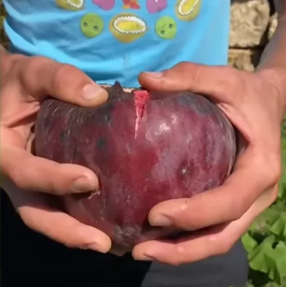 🍑Super Giant Fig Tree Seeds - The Sweetness of a Peach in Every Bite! 🌟