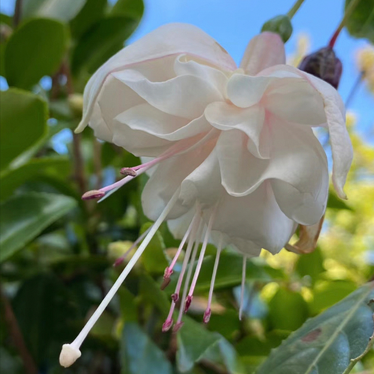 🌺Fuchsiensamen – Laternenblume