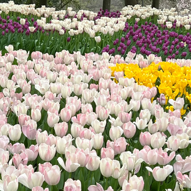 🌷🔥30 % Rabatt am letzten Tag - 🌷Mehrfarbige Tulpenmischung