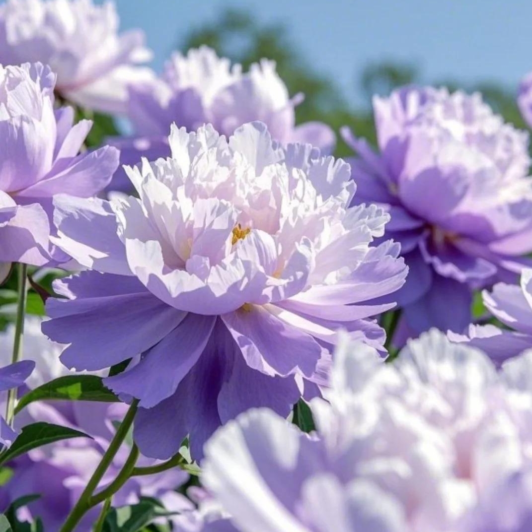 ✨ Pfingstrosensamen mit üppiger Blüte – Kräftige Farben & Hohe Keimfähigkeit!