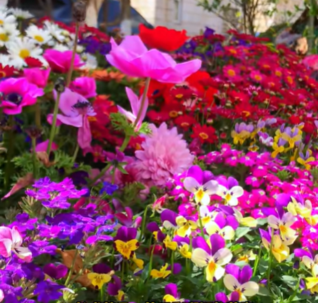 Mixed Perennial Flowers Seeds-Over 50 kinds mixed