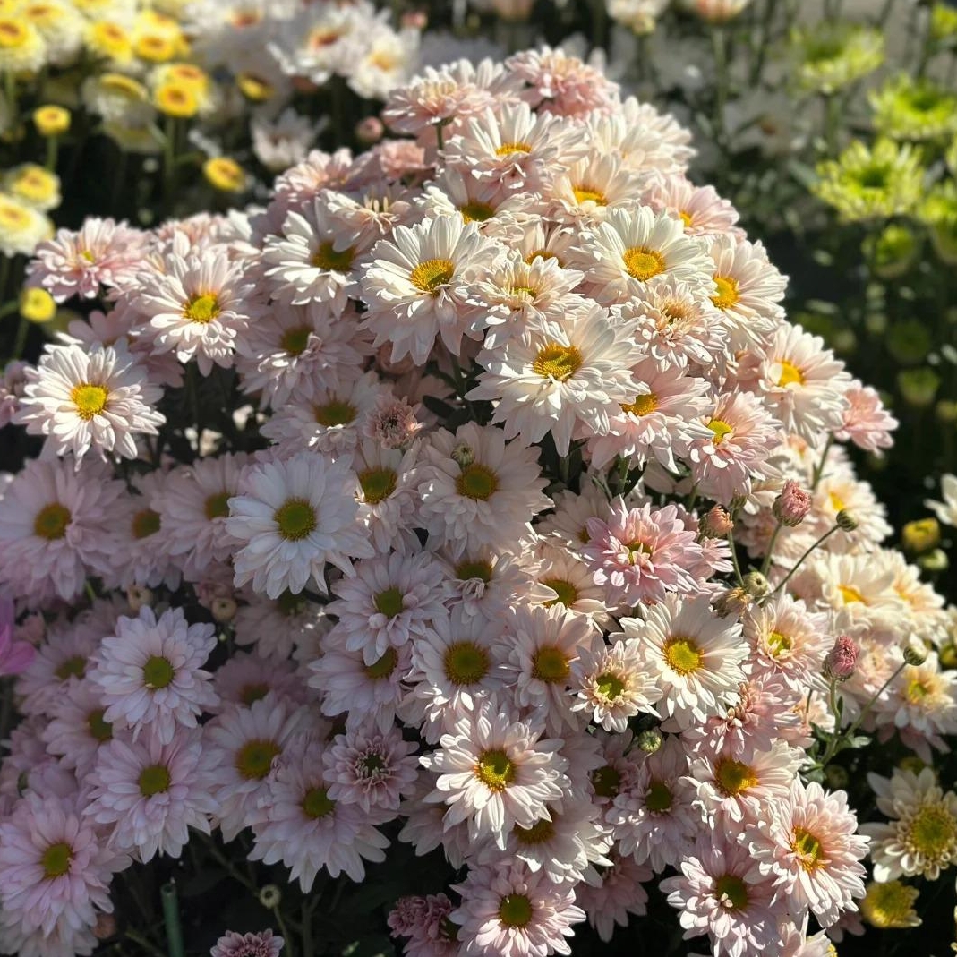 🌼Dreamy Cosmos-Samen | Schnelles Wachstum, einfacher Anbau zu jeder Jahreszeit