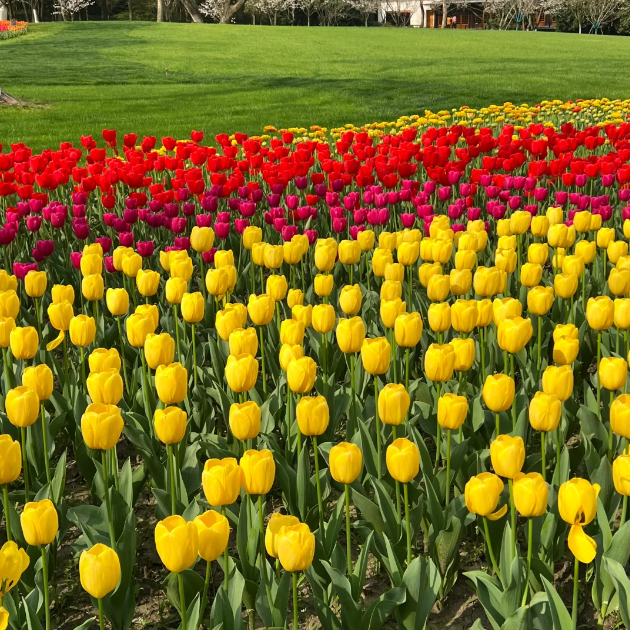 🌷🔥30 % Rabatt am letzten Tag - 🌷Mehrfarbige Tulpenmischung