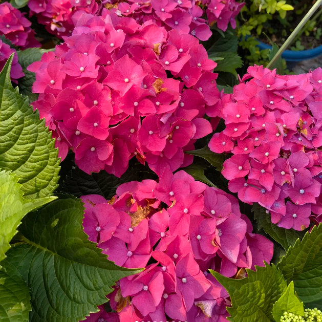 🌸Hortensiensamen – einfach anzubauen