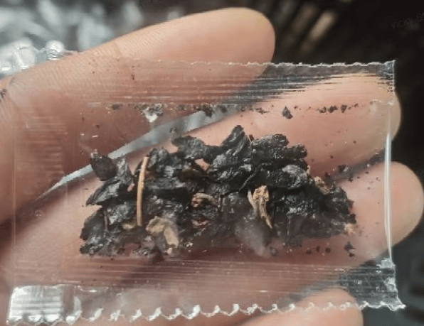 🔥Letzter Tag im Angebot🔥Premium-Funkiensamen (selten)🌿Schattenverträgliche Pflanze