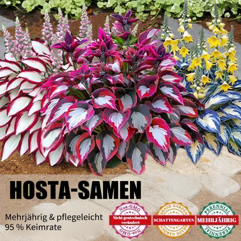 🔥Letzter Tag im Angebot🔥Premium-Funkiensamen (selten)🌿Schattenverträgliche Pflanze