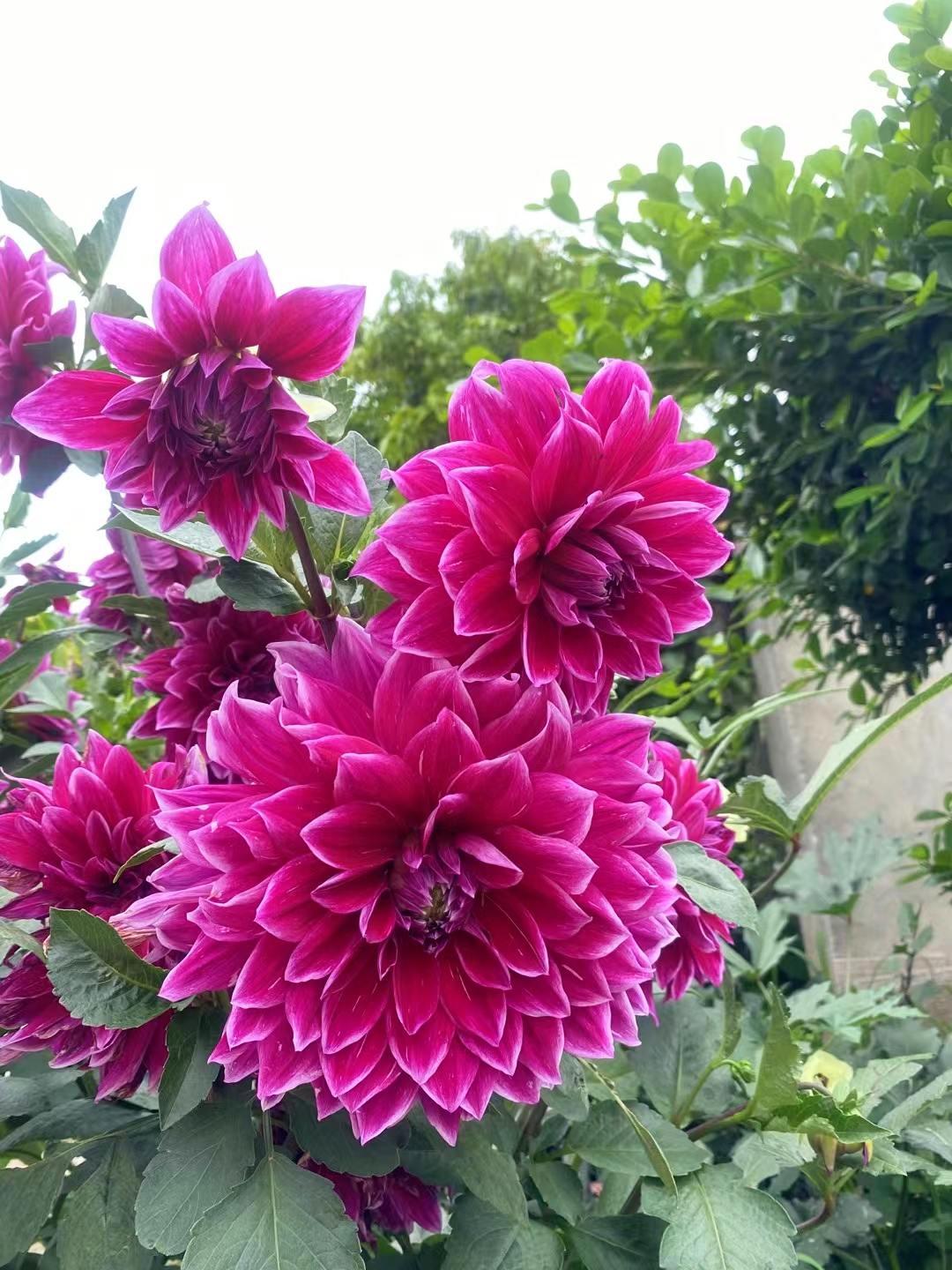 🌺 Dahlien-Samen – Jetzt im Winter säen für einen prachtvollen Sommer 2026!