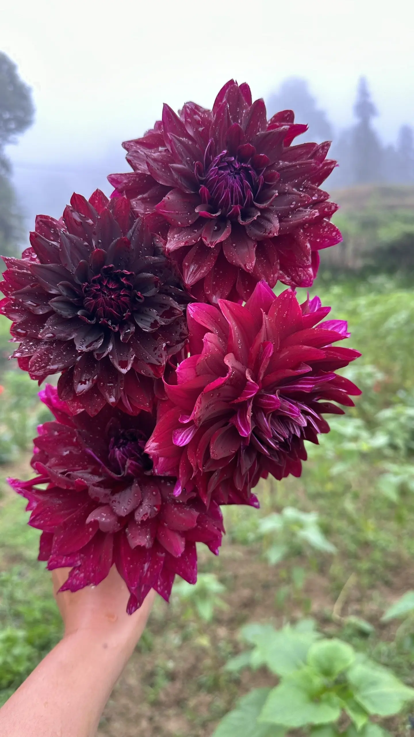 🌺 Dahlien-Samen – Jetzt im Winter säen für einen prachtvollen Sommer 2026!