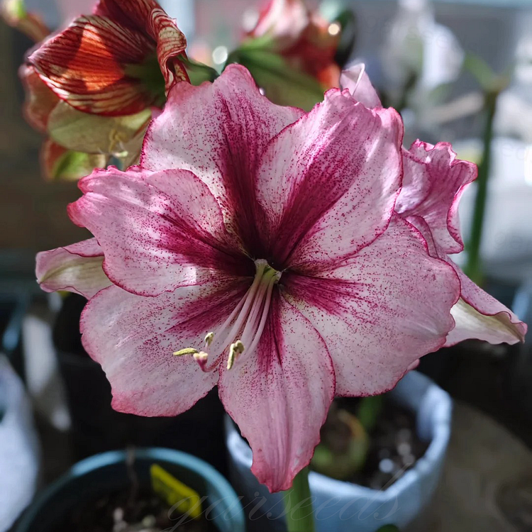 Double-Flowered Amaryllis Bulbs🌼