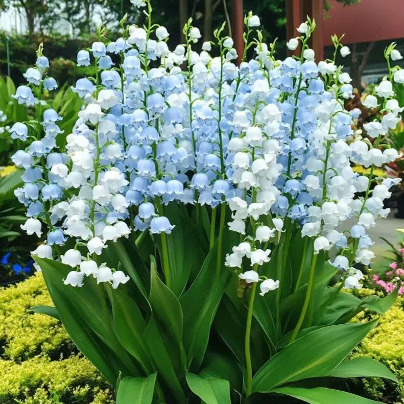 💐LILY OF THE VALLEY—HAPPINESS ARRIVES