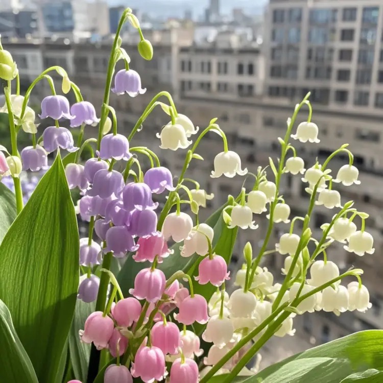 💐LILY OF THE VALLEY—HAPPINESS ARRIVES
