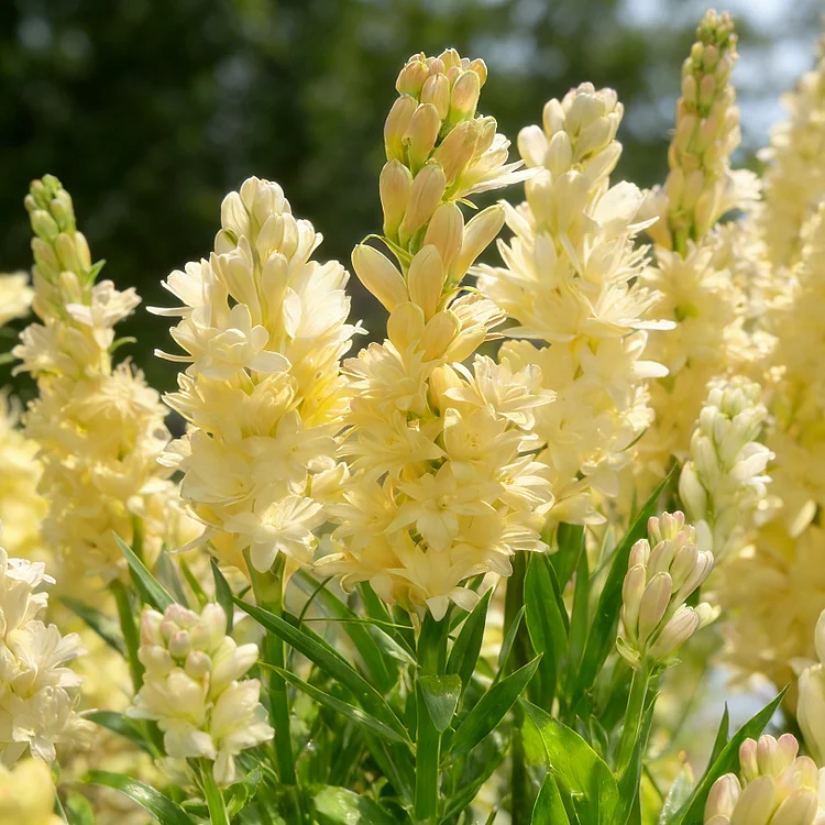 🌺Double Perfume Tuberose Bulbs—Moon Garden Flower