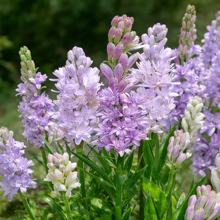 🌺Double Perfume Tuberose Bulbs—Moon Garden Flower