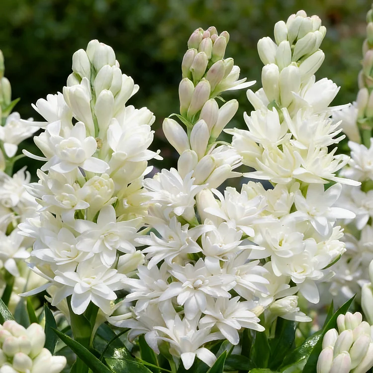 🌺Double Perfume Tuberose Bulbs—Moon Garden Flower