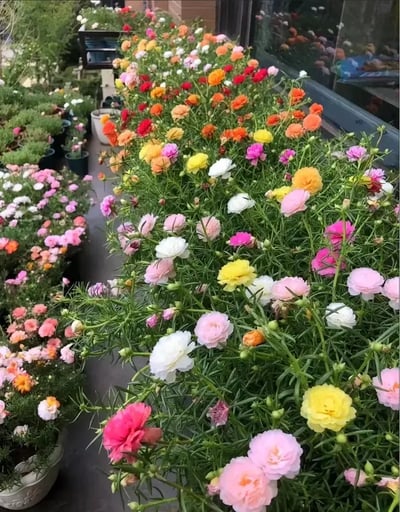 🌸Moss Rose Seeds(10,000+ Seeds) – 🌿Pure Seeds - No Filler - USA Heirloom Flower Seeds