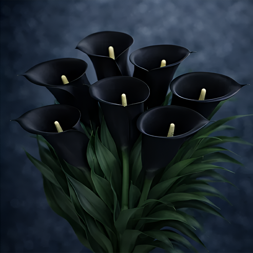 🌷Mysterious Aurora Calla Lily