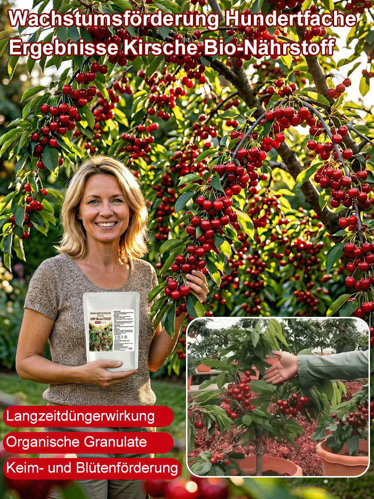 RAINIER-KIRSCHFRUCHTSAMEN (🪴KAUFEN SIE 4 UND ERHALTEN SIE 1 GRATIS🌿KANN IM WINTER GEPFLANZT WERDEN)