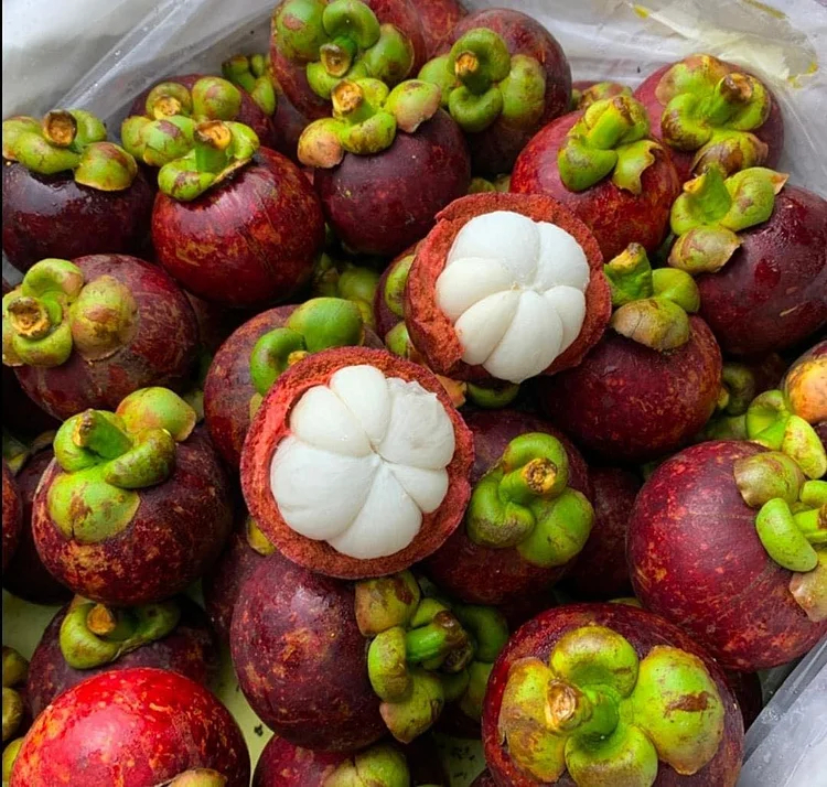 Mangosteen