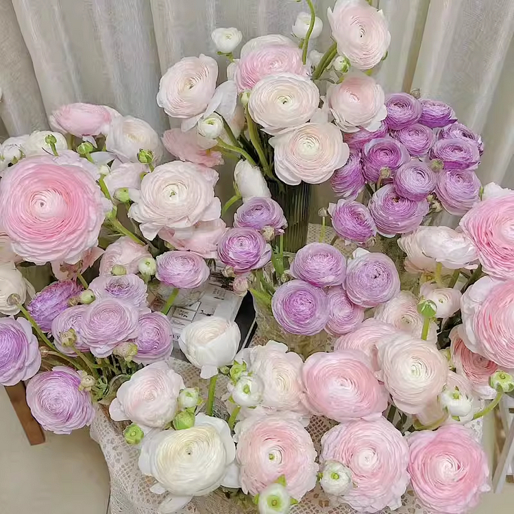 Multicolor Ranunculus Seeds