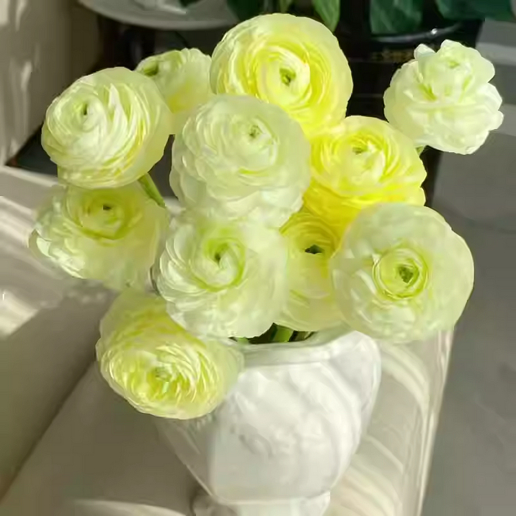 Multicolor Ranunculus Seeds