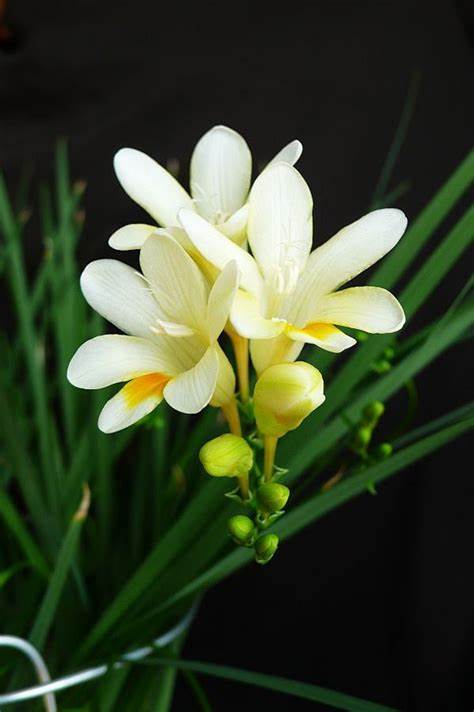 🌼Fragrant Freesia Bulbs – A Burst of Color and Scent in Every Bloom