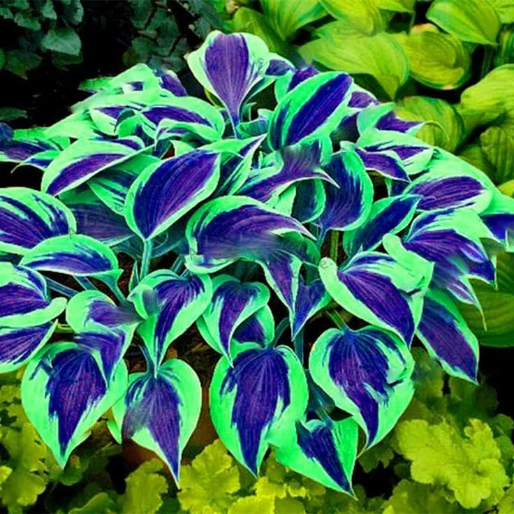Die widerstandsfähige Schönheit: Schattenverträgliche und kälteresistente Hosta-Blüten 🌿