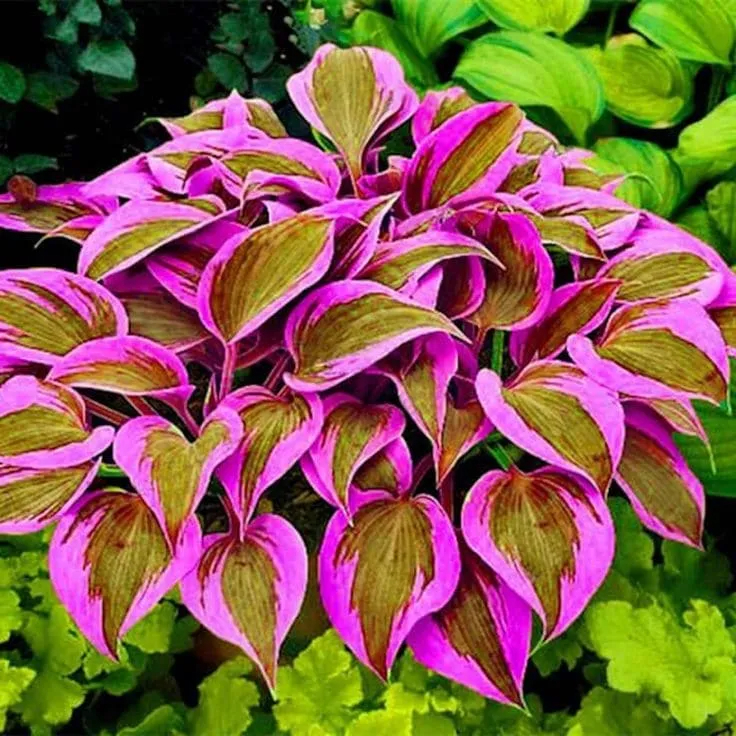 Die widerstandsfähige Schönheit: Schattenverträgliche und kälteresistente Hosta-Blüten 🌿