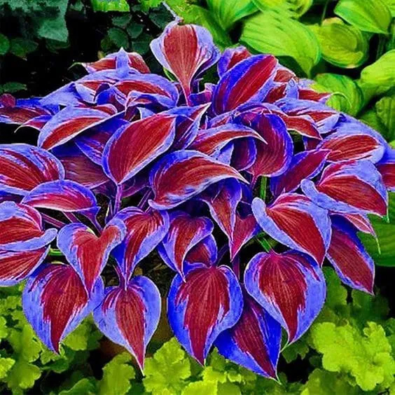 Die widerstandsfähige Schönheit: Schattenverträgliche und kälteresistente Hosta-Blüten 🌿