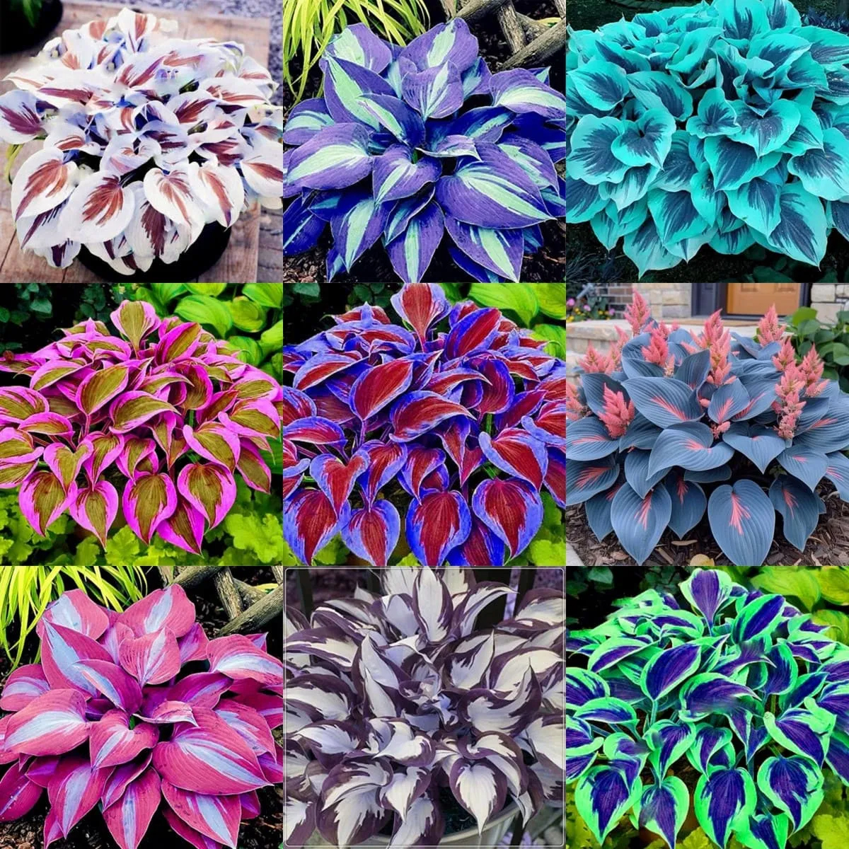 Die widerstandsfähige Schönheit: Schattenverträgliche und kälteresistente Hosta-Blüten 🌿