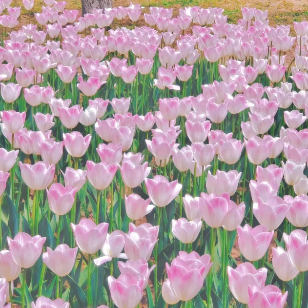 🌷🔥30 % Rabatt am letzten Tag - 🌷Mehrfarbige Tulpenmischung