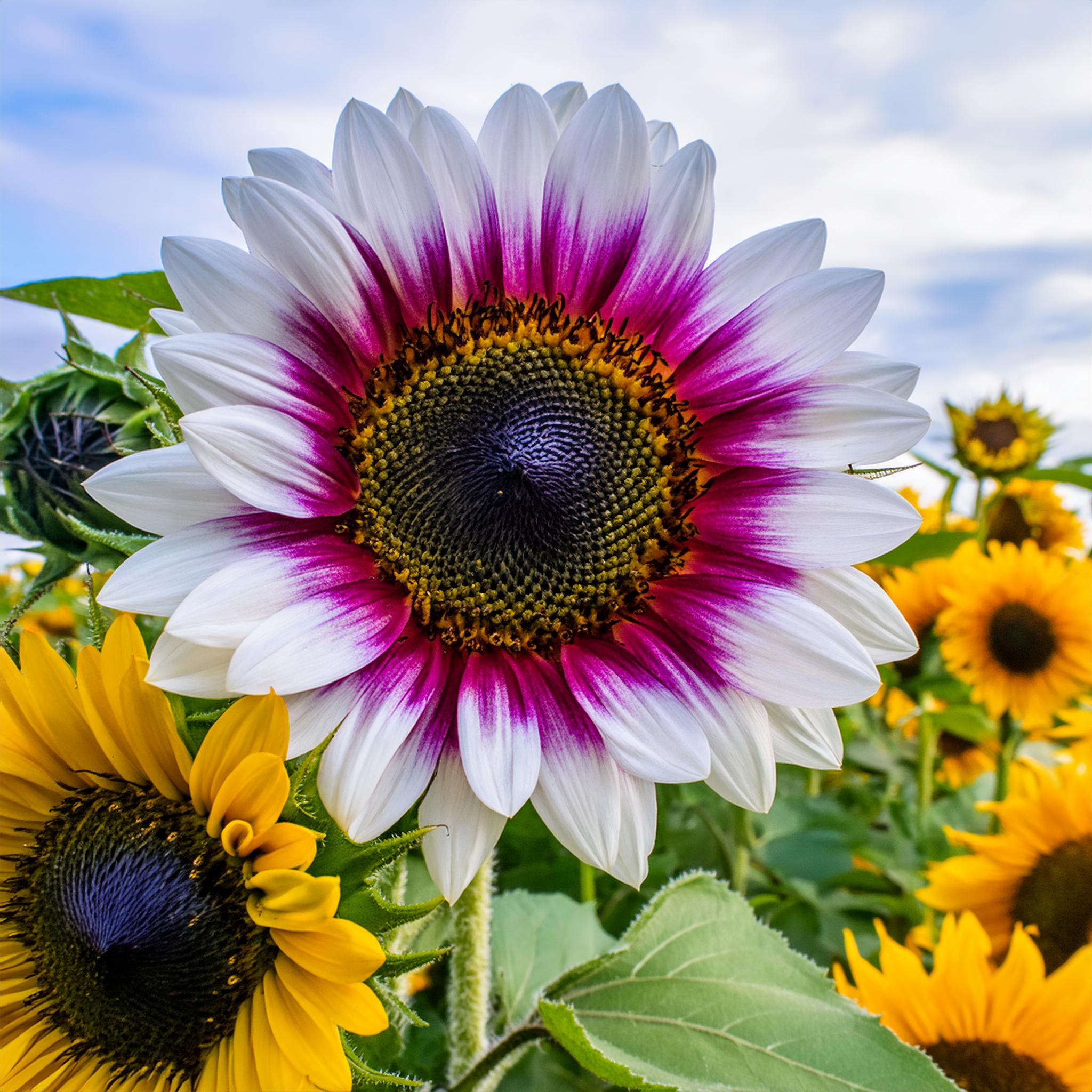 Seltene zweifarbige lila Sonnenblumenkerne
