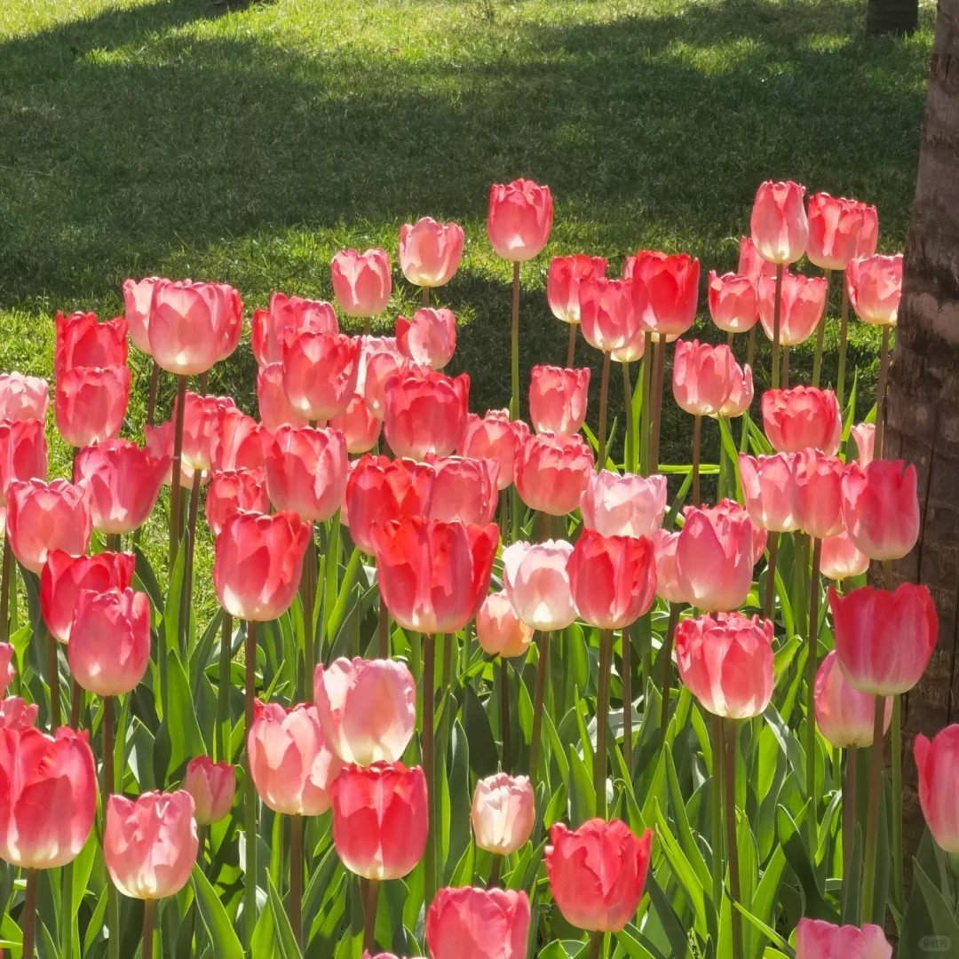 🌷🔥30 % Rabatt am letzten Tag - 🌷Mehrfarbige Tulpenmischung