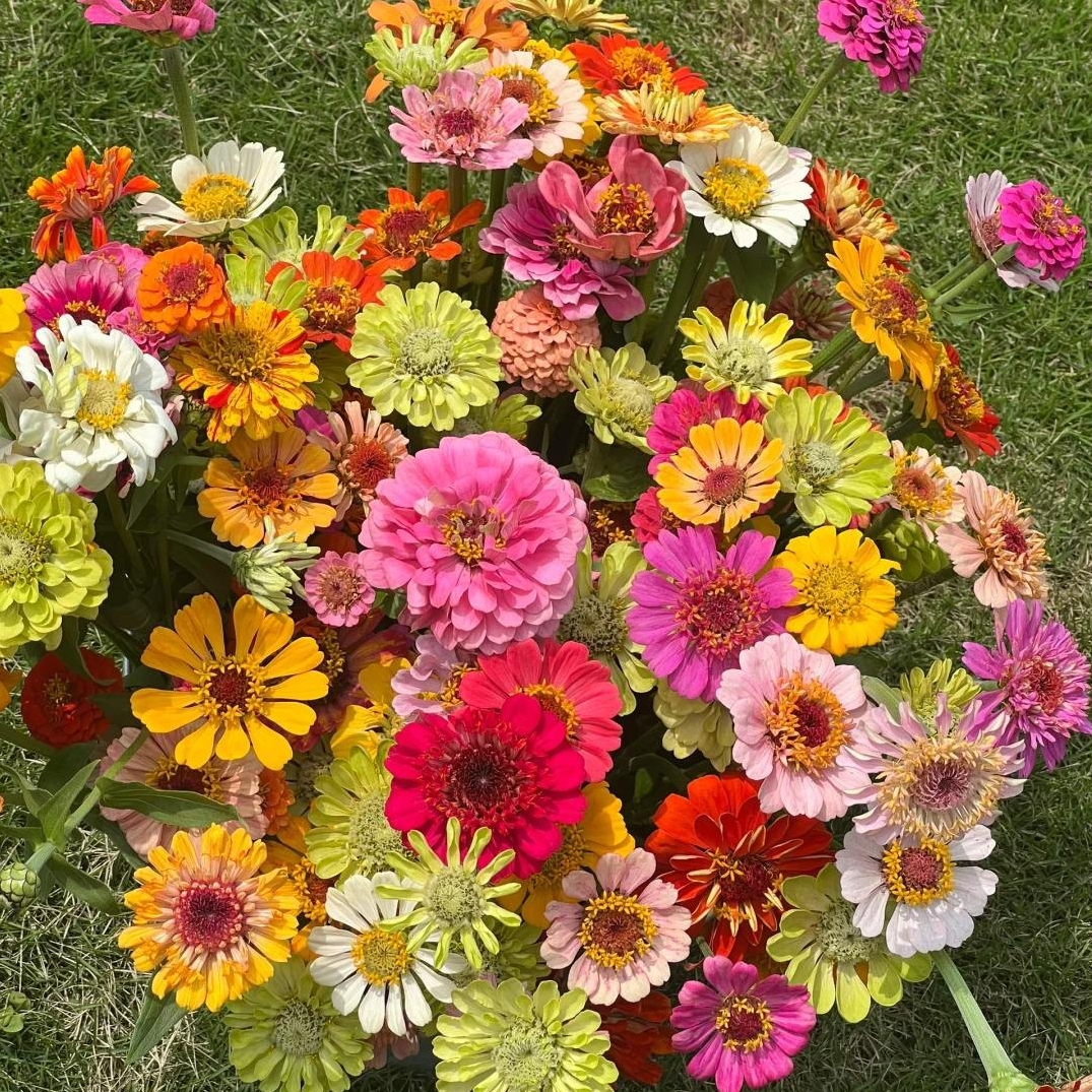 🌼Dreamy Cosmos-Samen | Schnelles Wachstum, einfacher Anbau zu jeder Jahreszeit