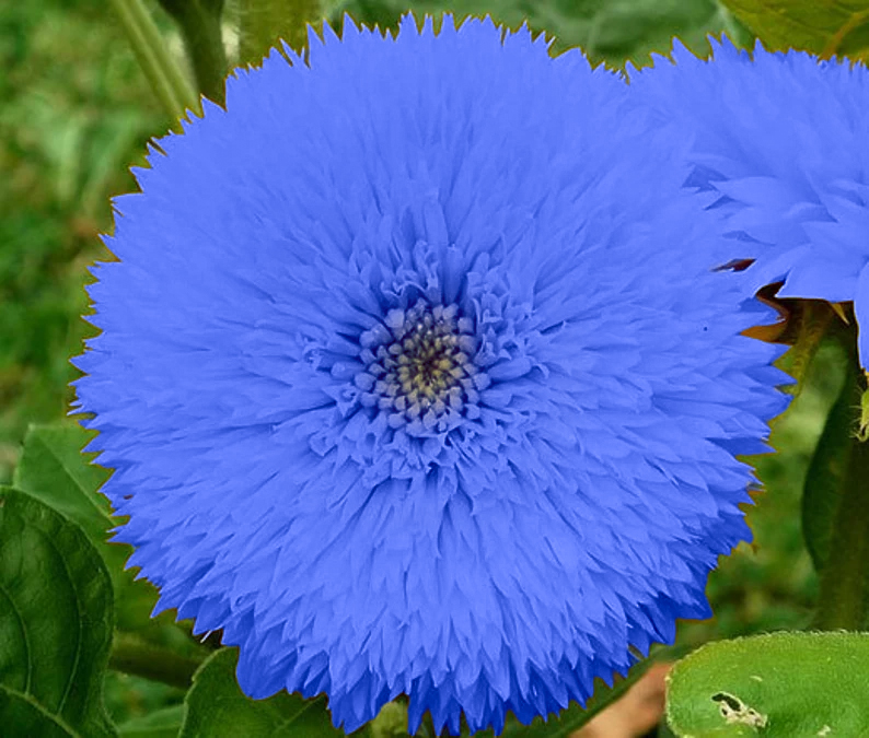 Blauer Teddybär Sonnenblumenkerne
