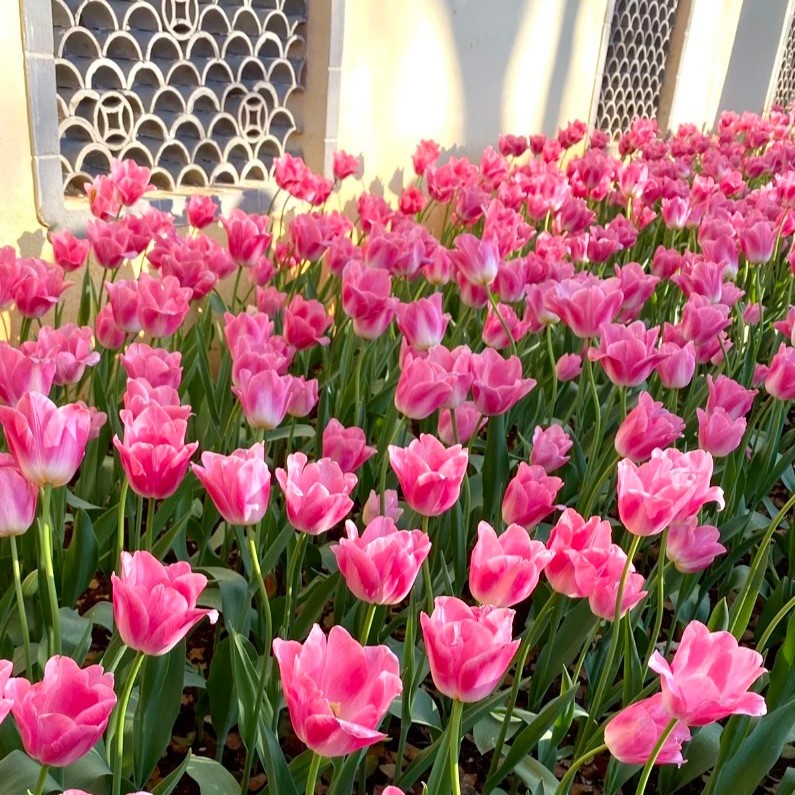 🌷🔥30 % Rabatt am letzten Tag - 🌷Mehrfarbige Tulpenmischung