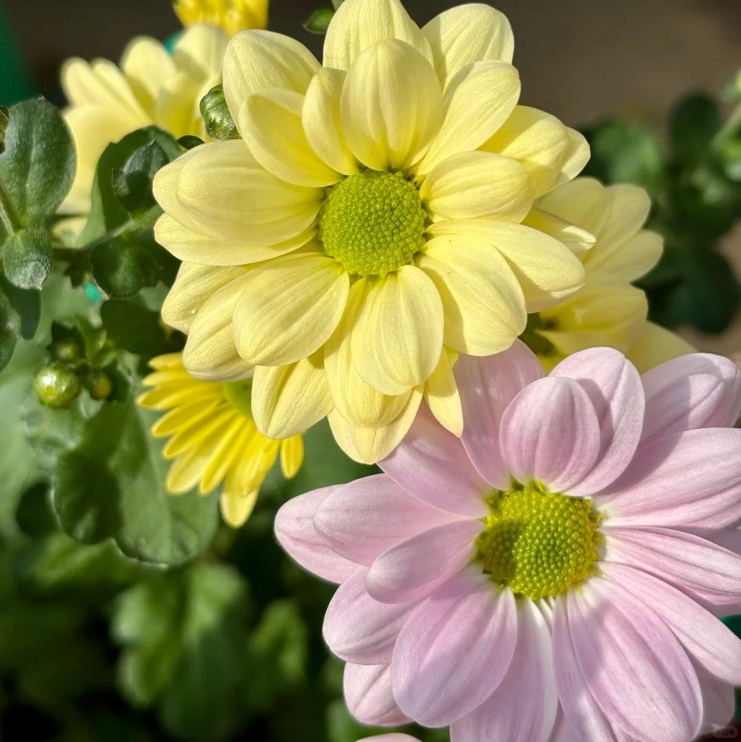 🌼Dreamy Cosmos-Samen | Schnelles Wachstum, einfacher Anbau zu jeder Jahreszeit